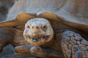Buster, the African spurred tortoise